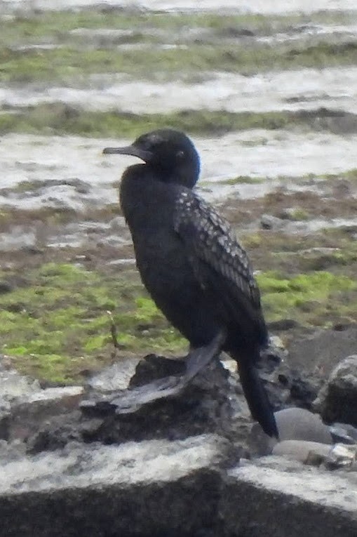 Little Black Cormorant - ML625795651