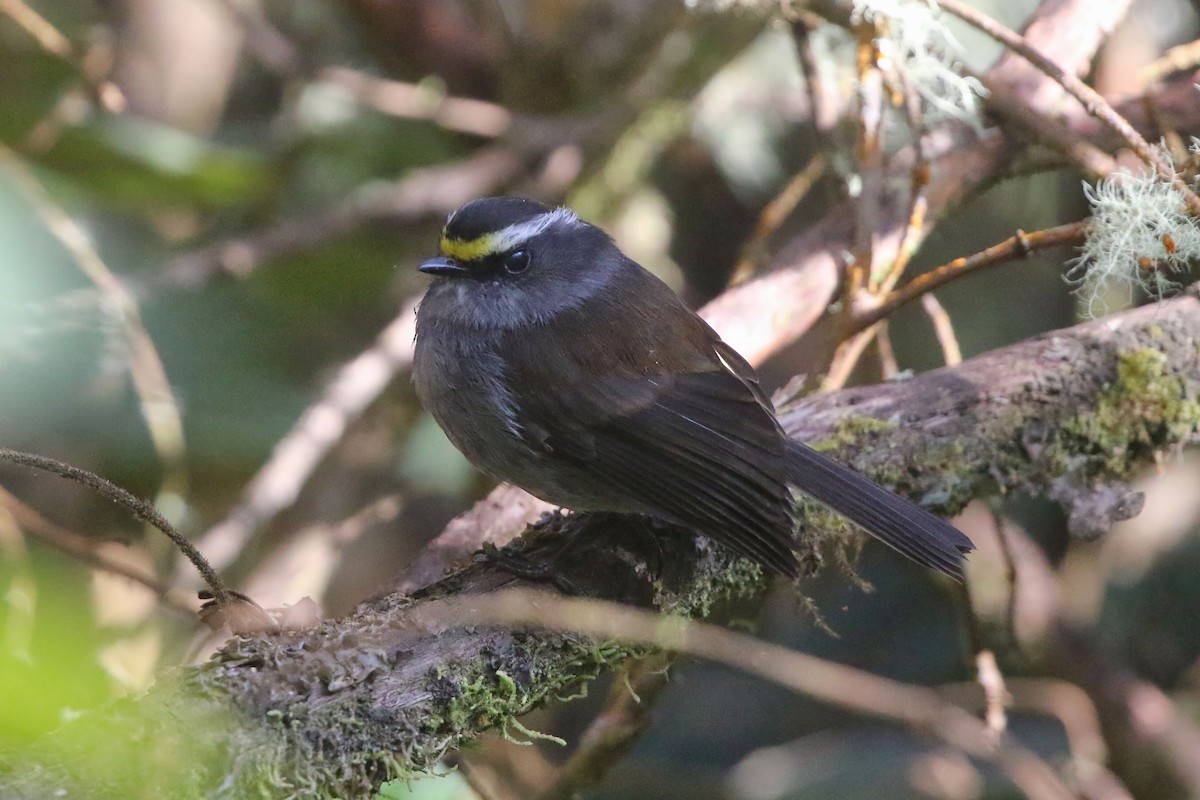 Crowned Chat-Tyrant - ML625795660