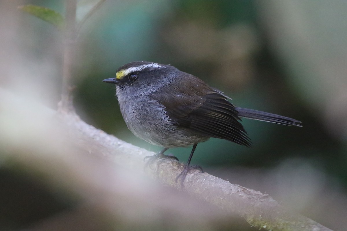 Crowned Chat-Tyrant - ML625795661