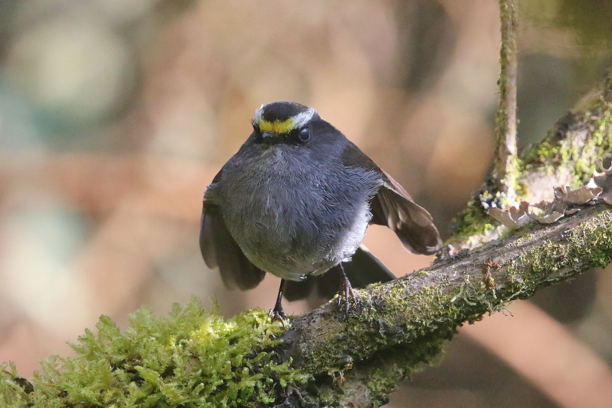 Crowned Chat-Tyrant - ML625795662