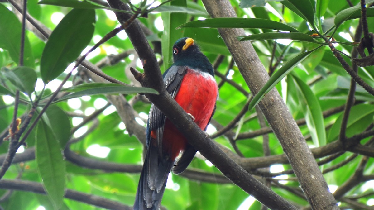Ecuadorian Trogon - ML625795678