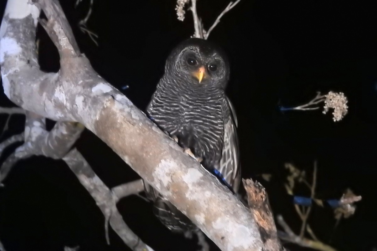 Black-banded Owl - ML625795836