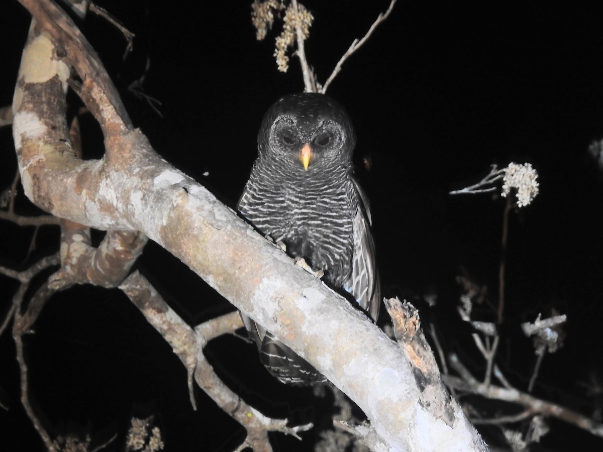 Black-banded Owl - ML625795837