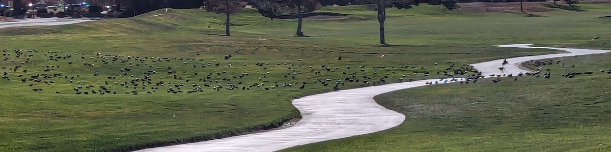 European Starling - ML625795896