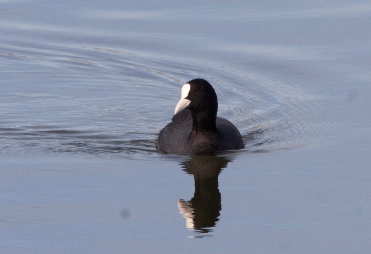 Eurasian Coot - ML62579591