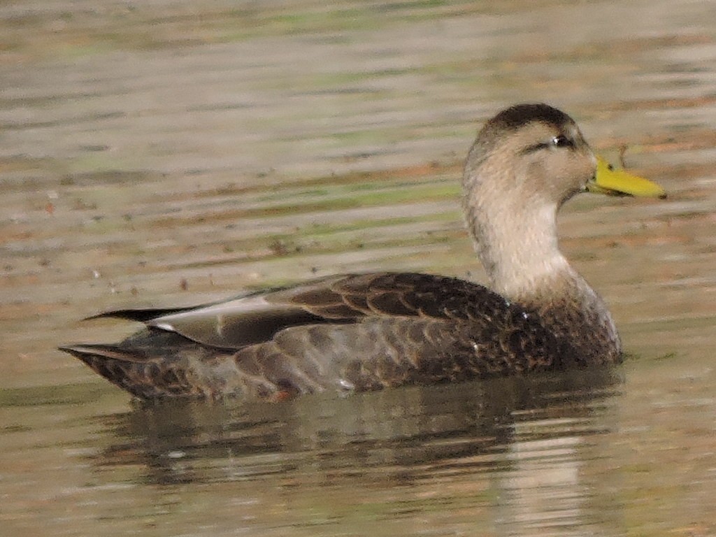 American Black Duck - ML625796033