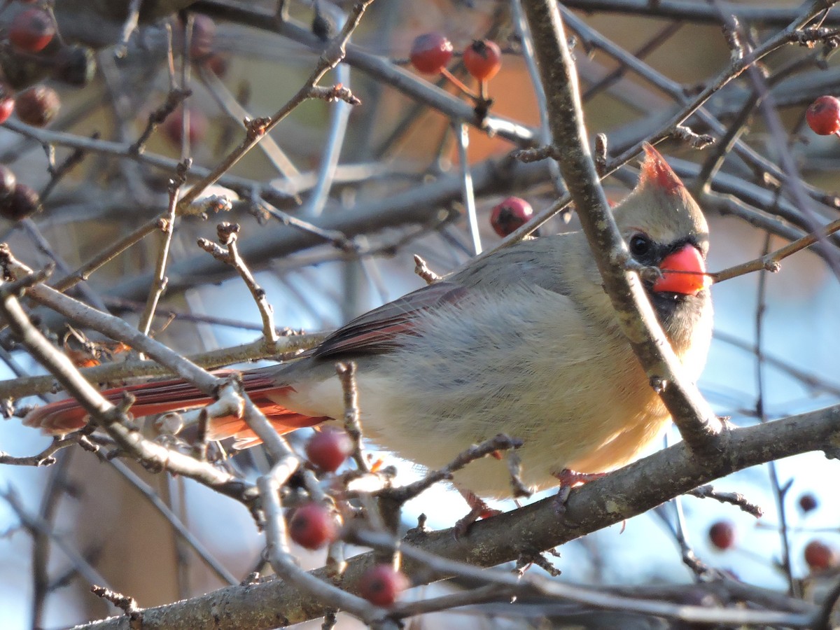 Northern Cardinal - ML625796054