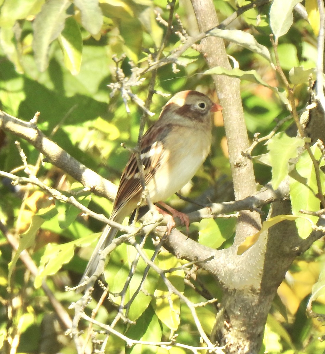 Field Sparrow - ML625796079