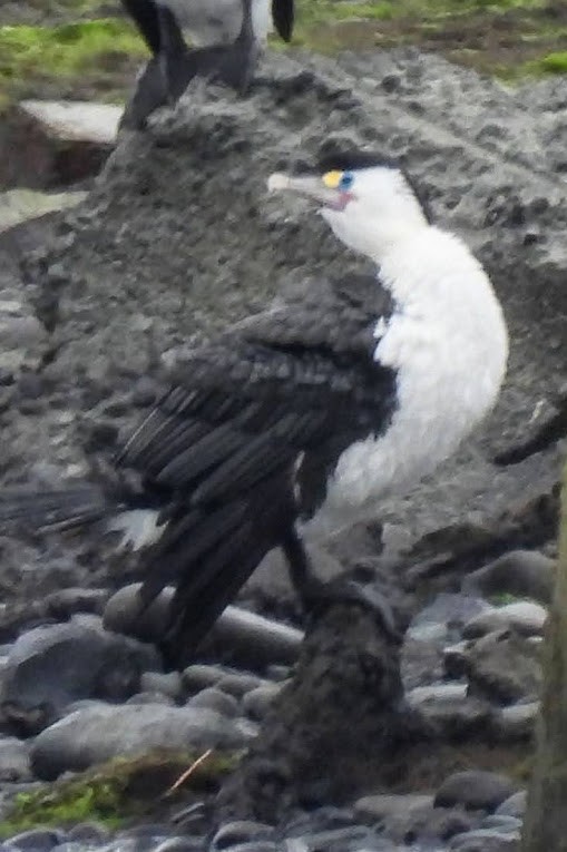 Pied Cormorant - ML625796101