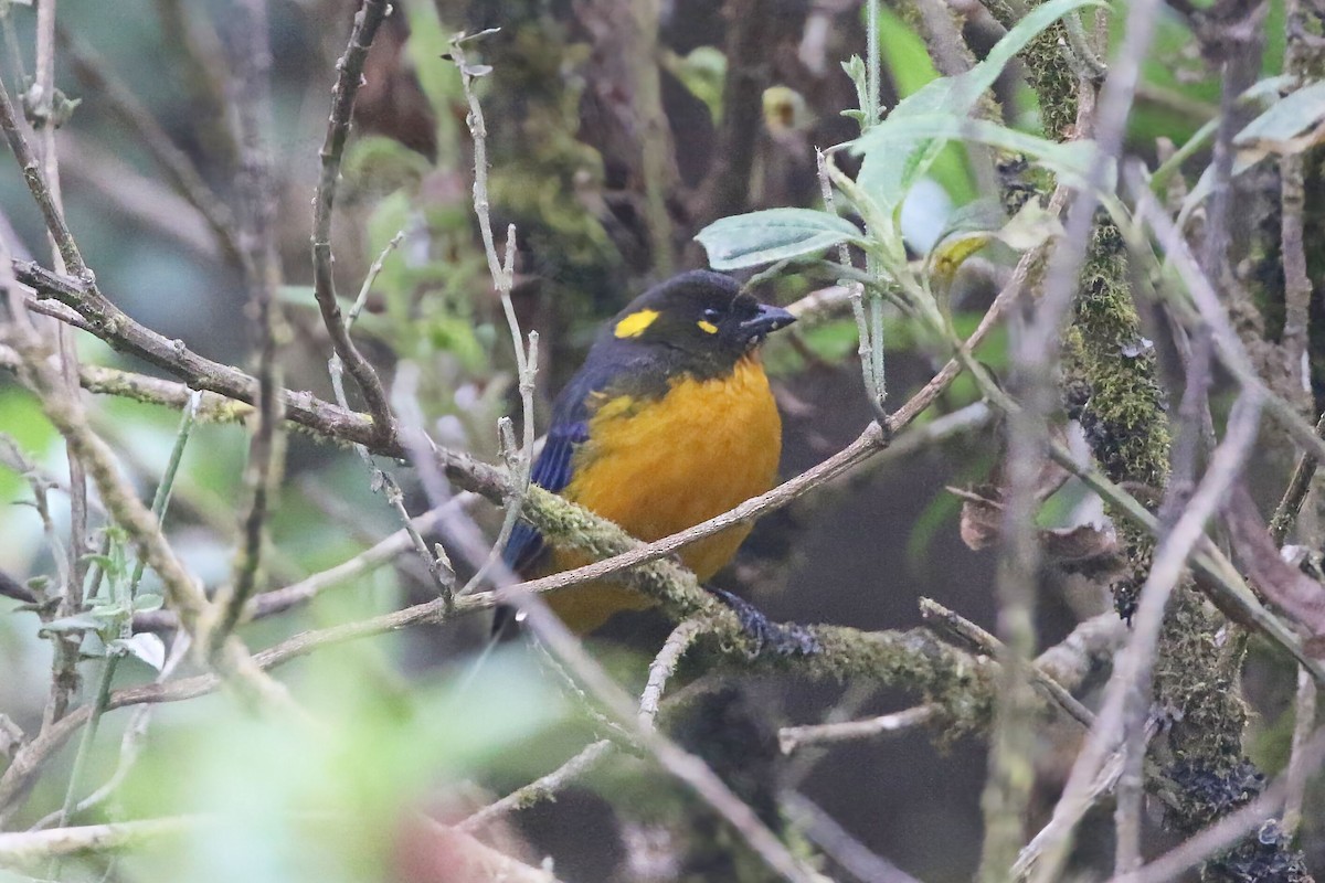 Lacrimose Mountain Tanager - ML625796157