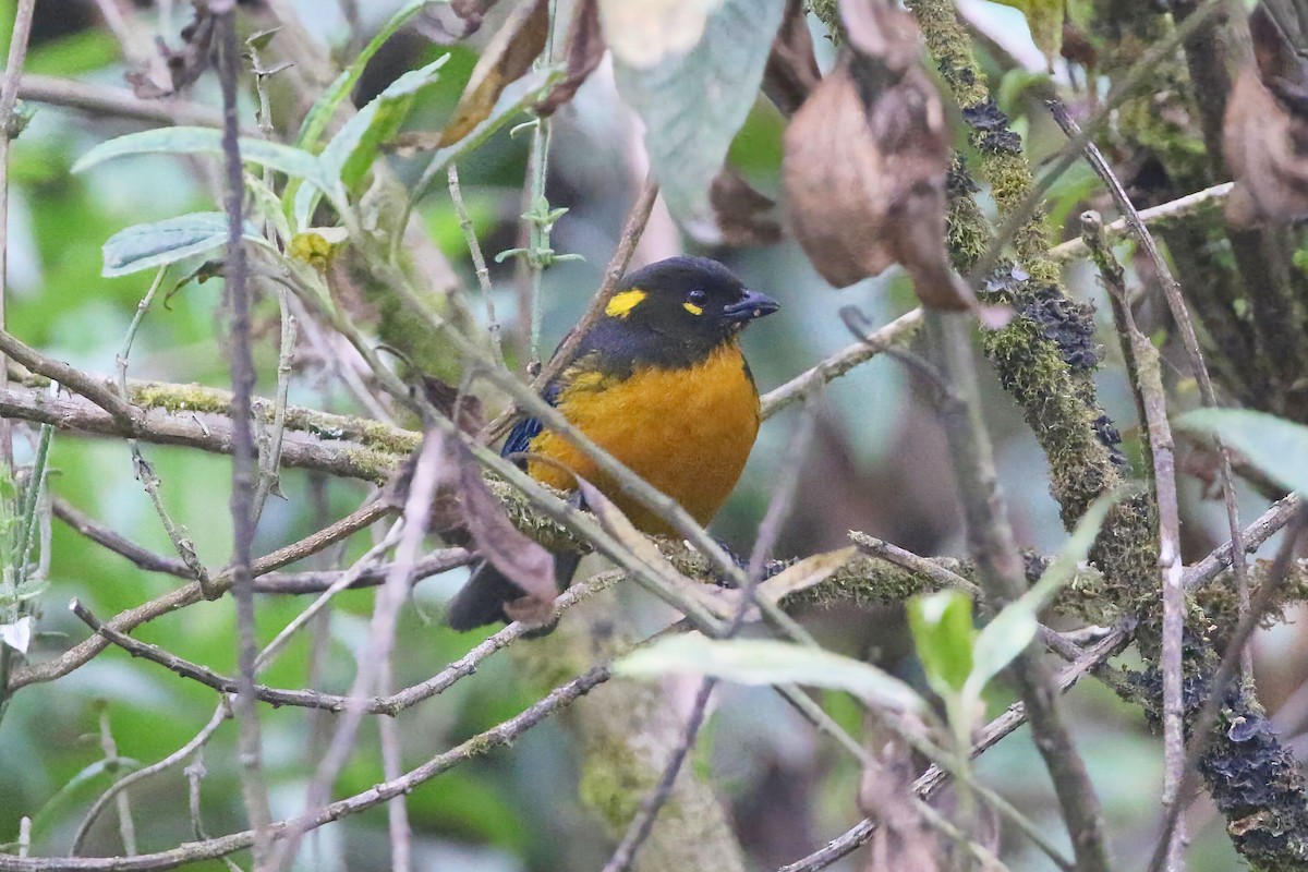 Lacrimose Mountain Tanager - ML625796158