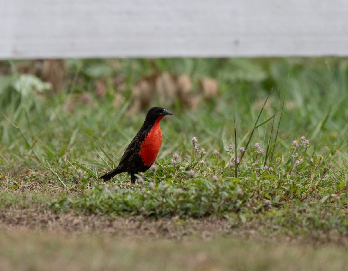 ムネアカマキバドリ - ML625796172