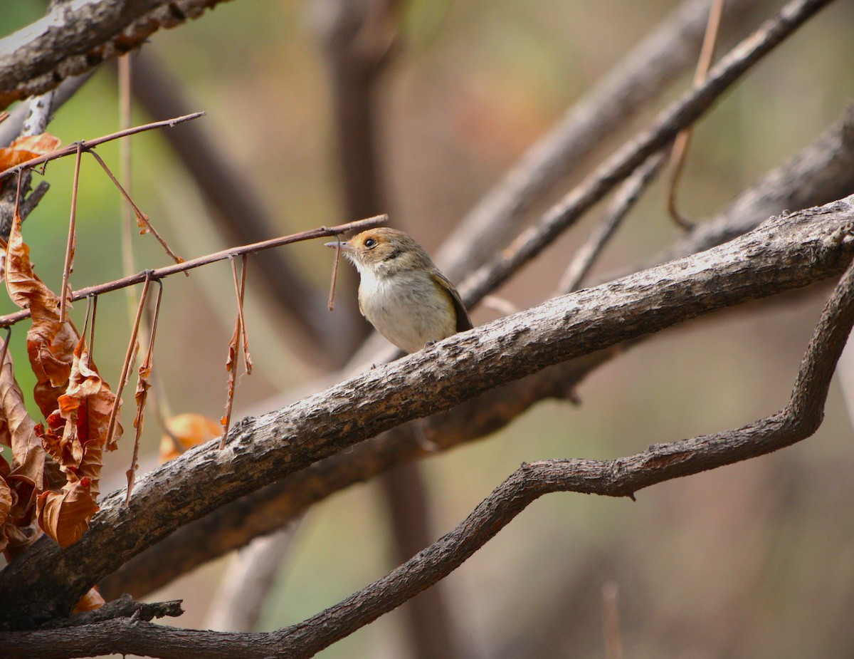 Fulvous-faced Scrub-Tyrant - ML625796249