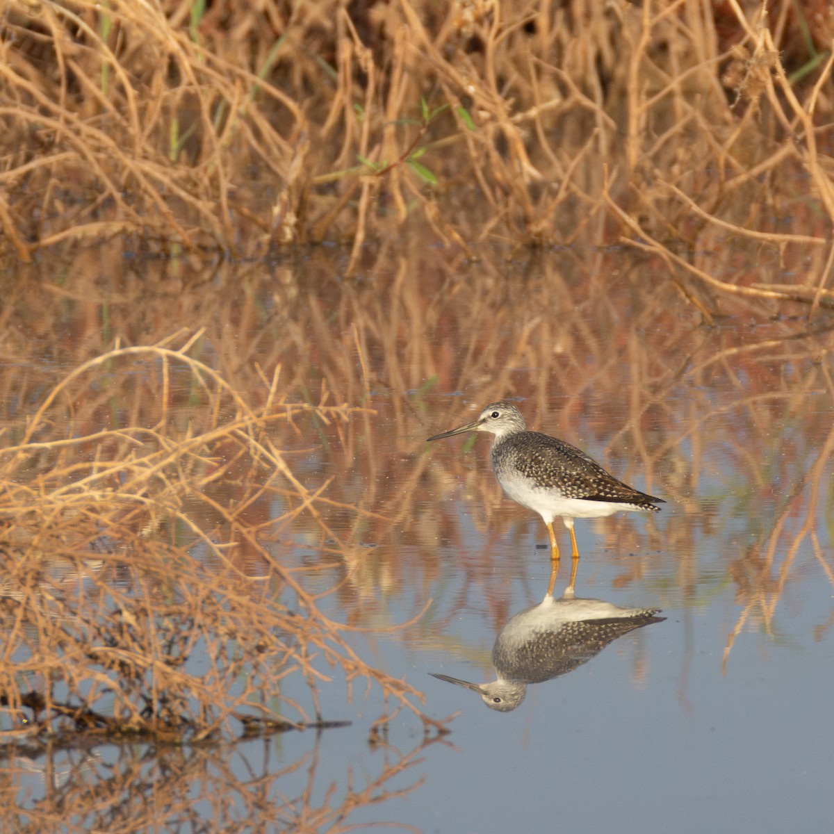 Greater Yellowlegs - ML625796275
