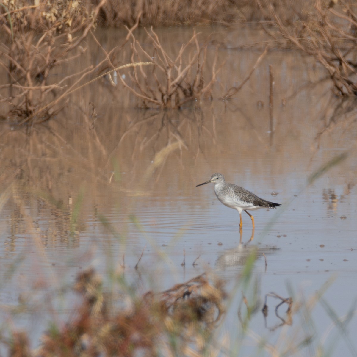 Greater Yellowlegs - ML625796277