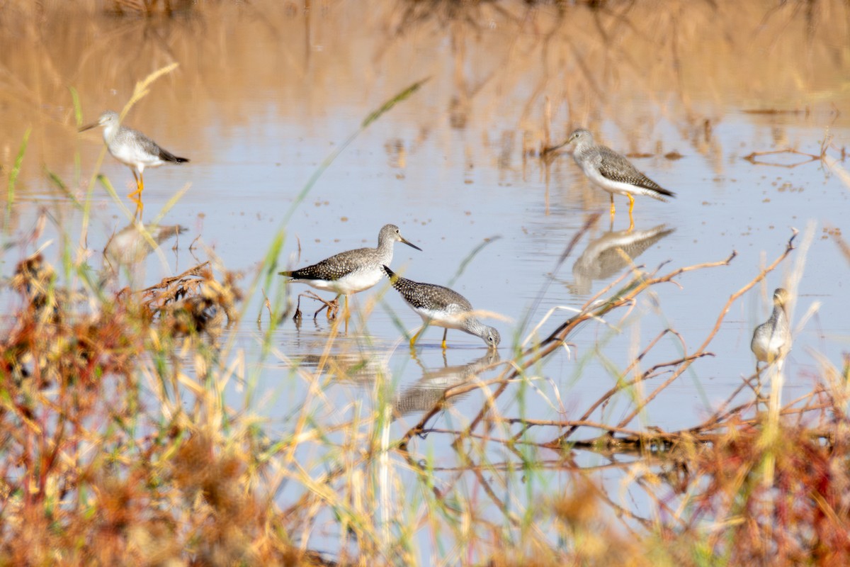 Greater Yellowlegs - ML625796291