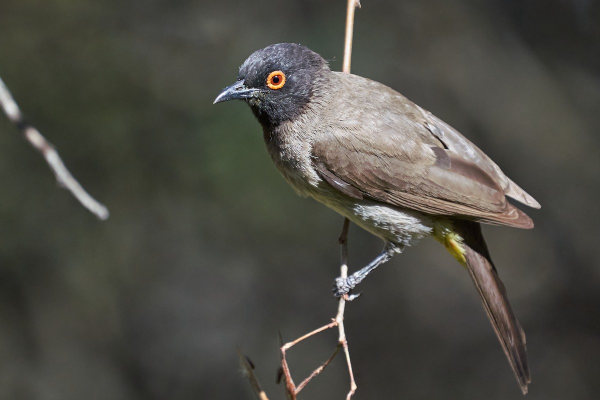 Black-fronted Bulbul - ML625796320