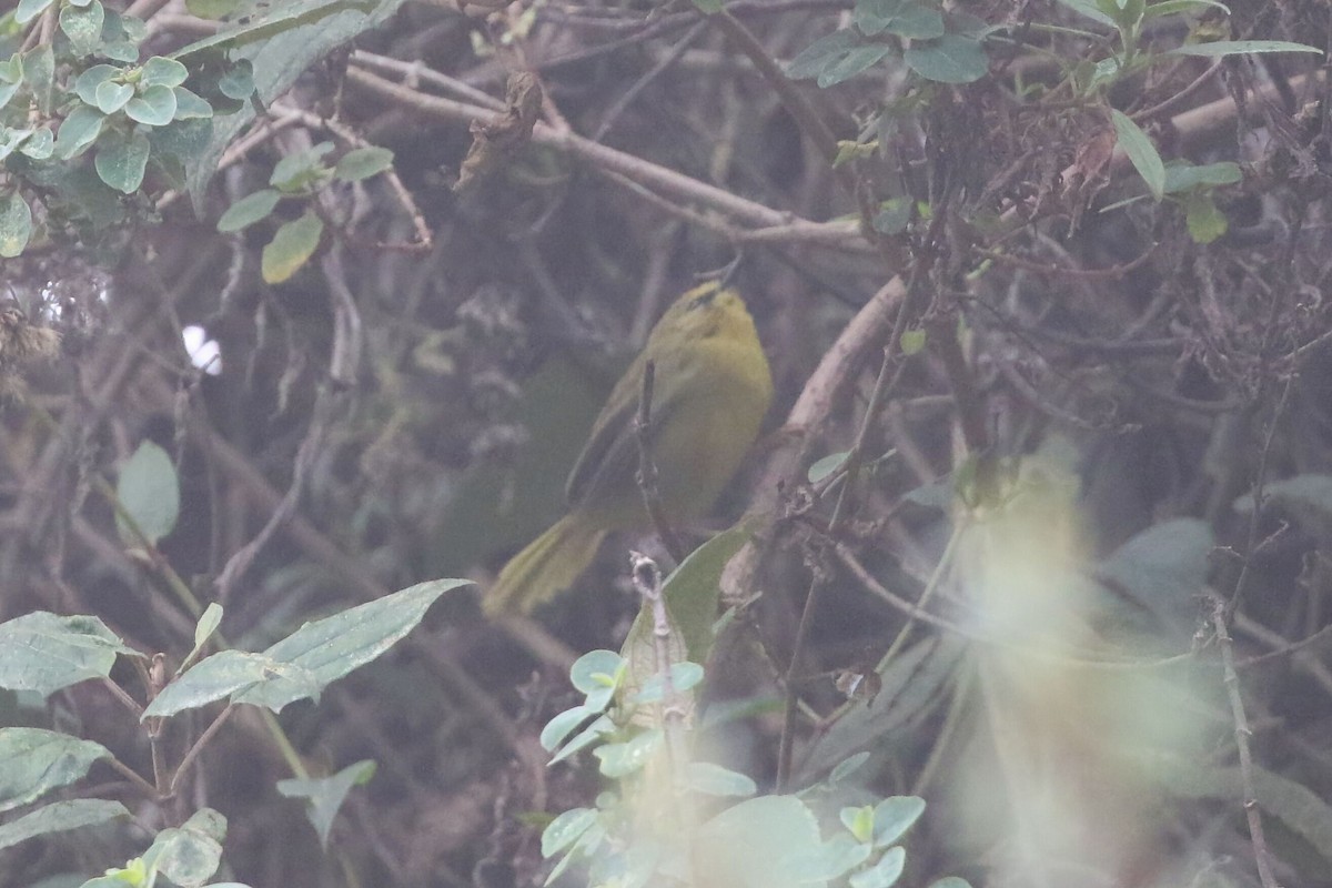 Black-crested Warbler - ML625796340