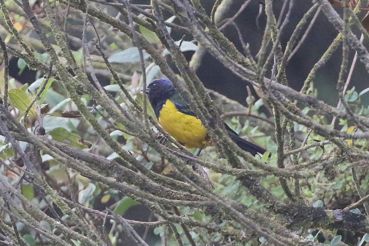 Black-chested Mountain Tanager - ML625796353