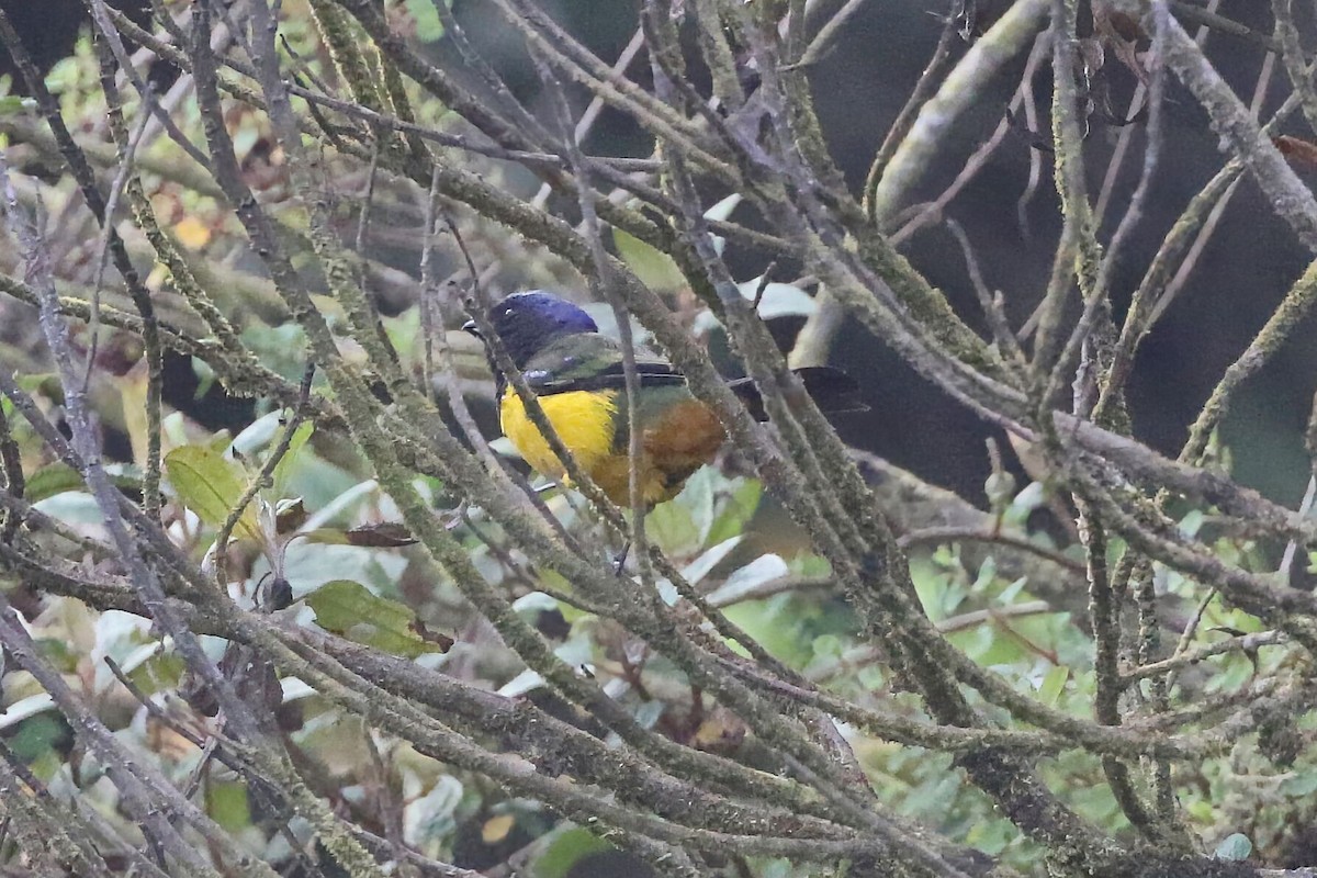 Black-chested Mountain Tanager - ML625796354