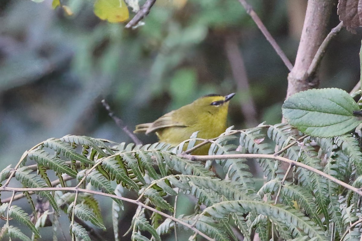 Black-crested Warbler - ML625796393