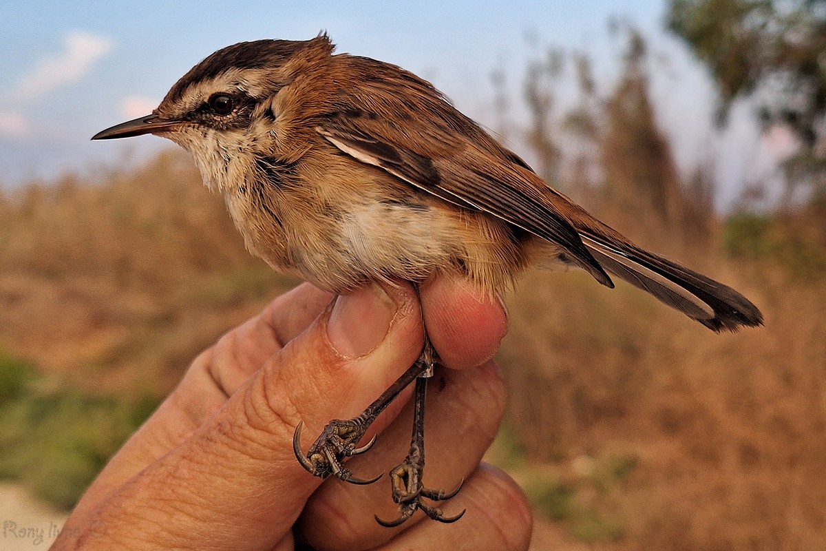 Moustached Warbler - ML625796413