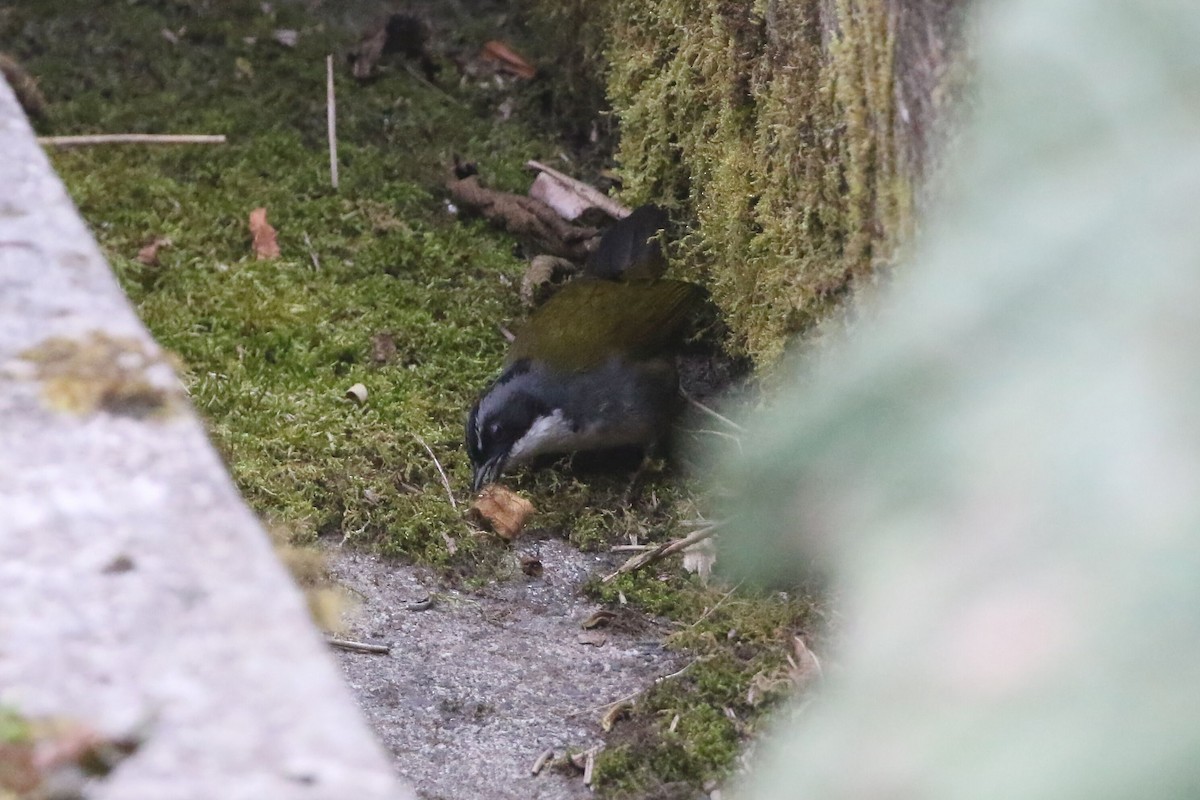 Gray-browed Brushfinch - ML625796423