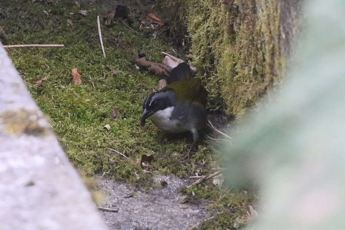 Gray-browed Brushfinch - ML625796424