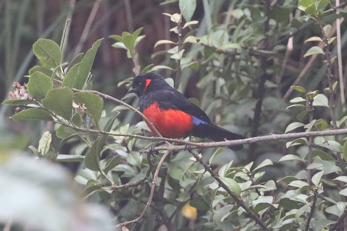 Scarlet-bellied Mountain Tanager - ML625796429