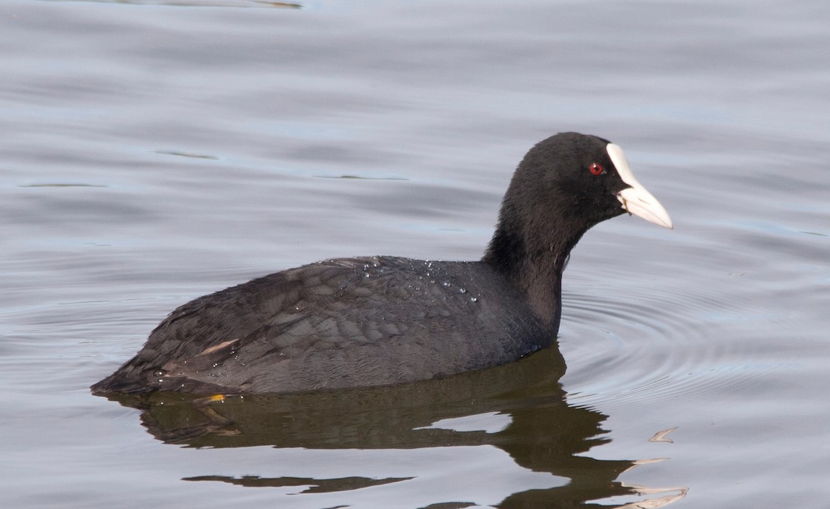 Eurasian Coot - ML62579661