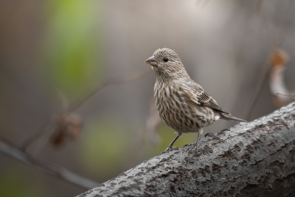 House Finch - ML625796834