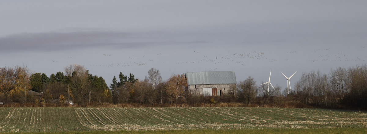 Sandhill Crane - ML625796952