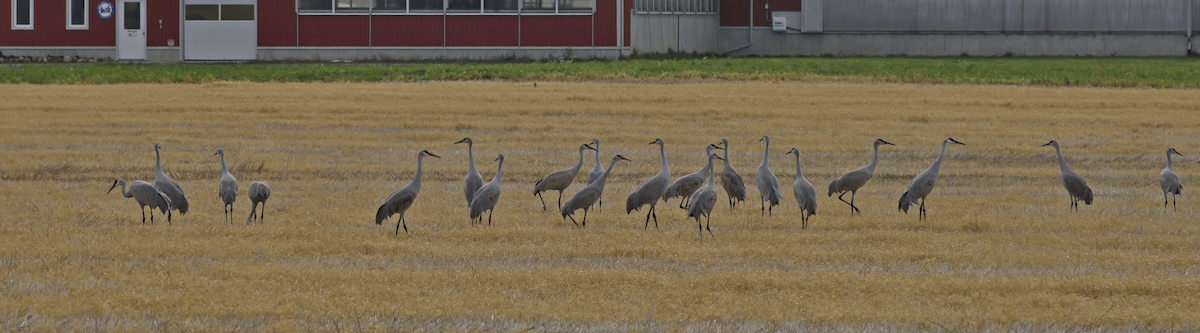 Sandhill Crane - ML625796954