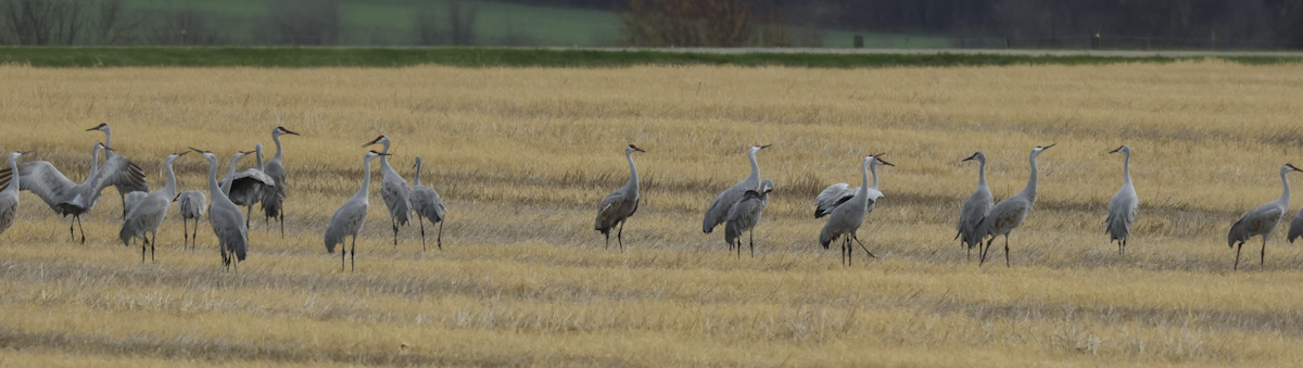 Sandhill Crane - ML625796956