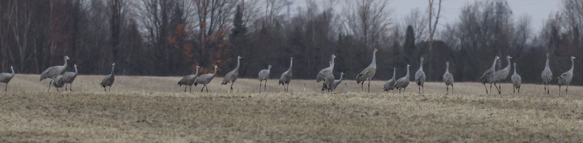 Sandhill Crane - ML625796962