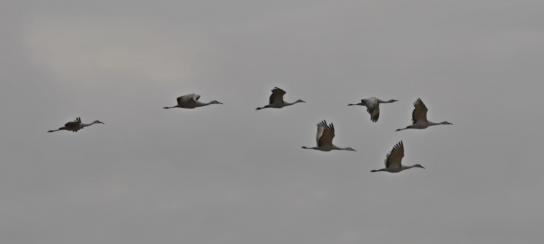 Sandhill Crane - ML625796965