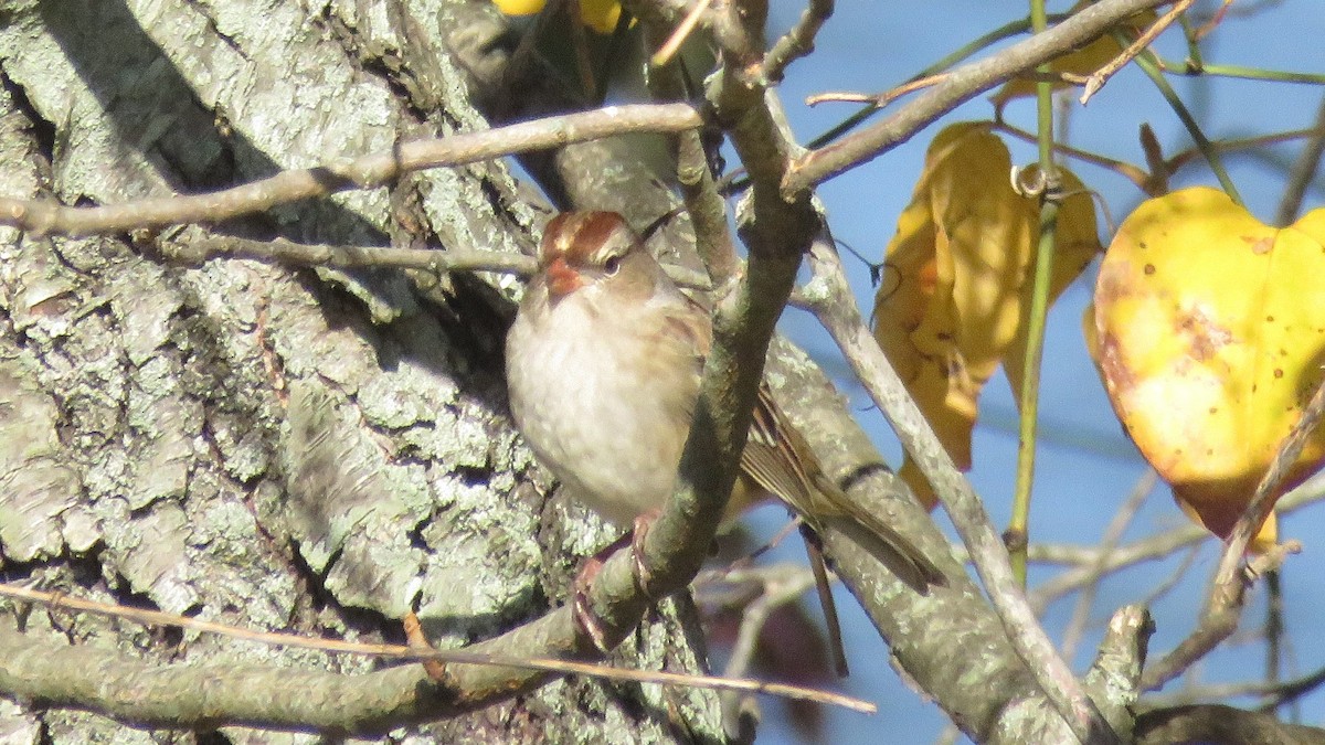 White-crowned Sparrow - ML625797110