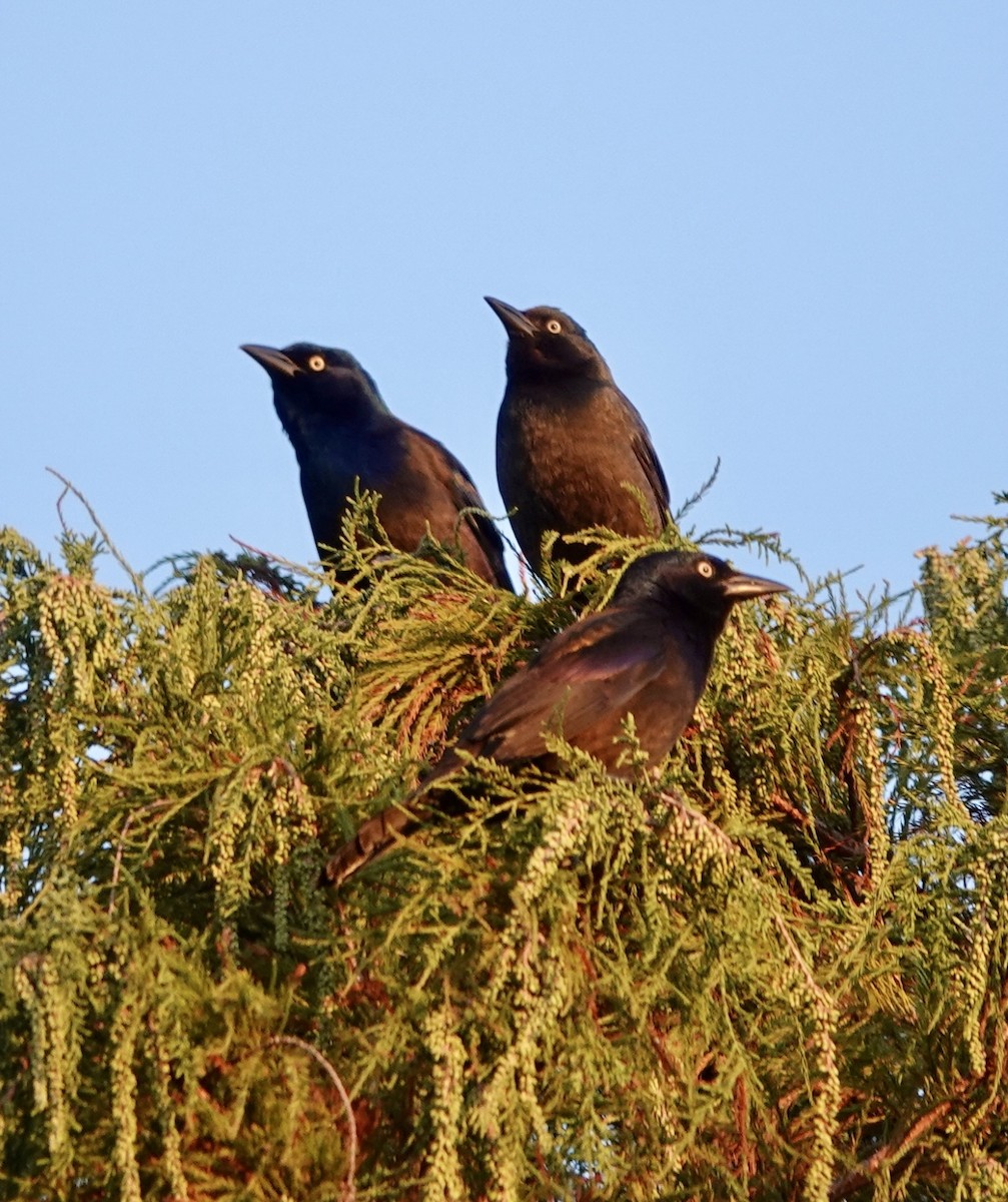 Zanate Común - ML625797123