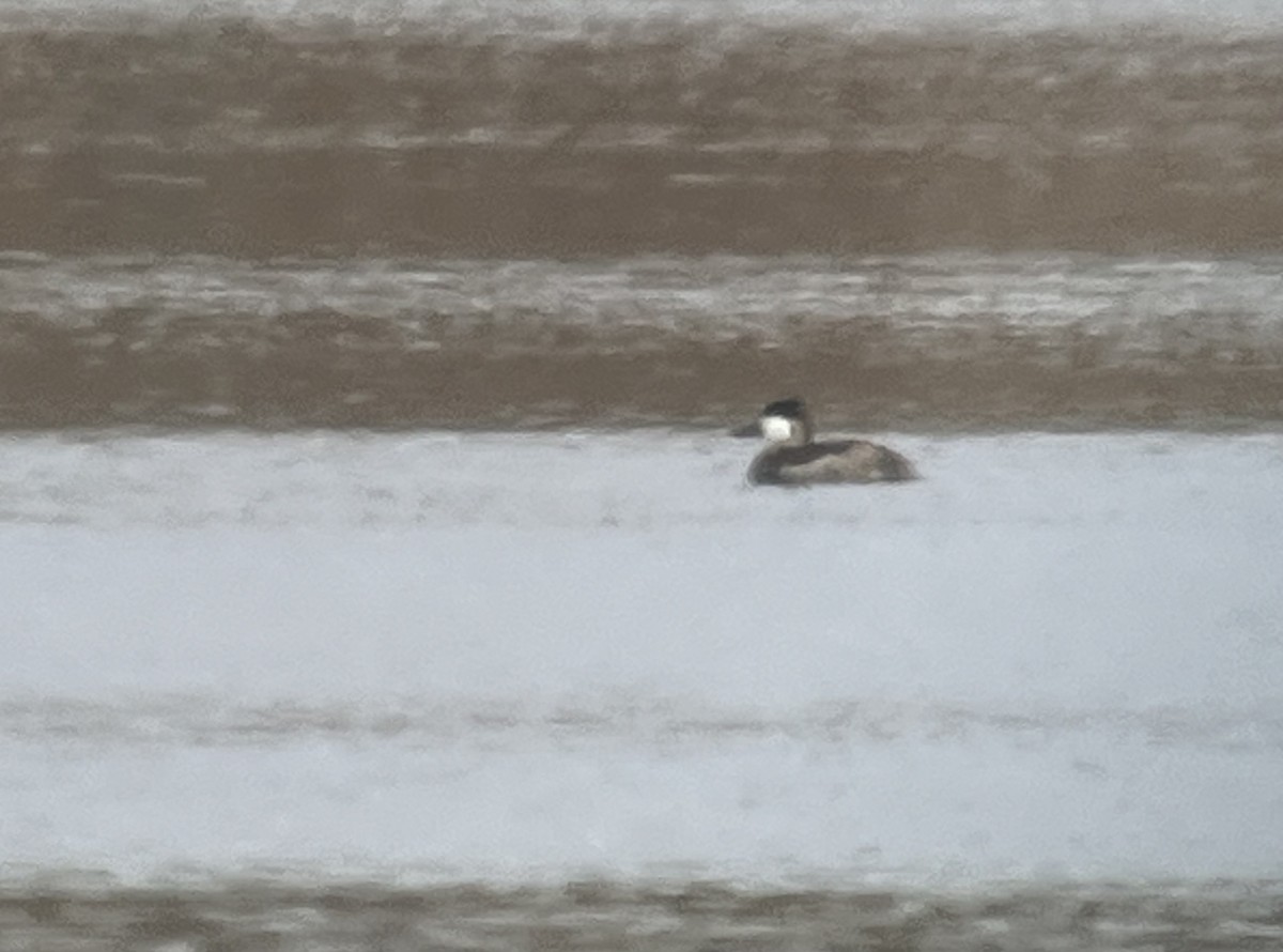 Ruddy Duck - ML625797379