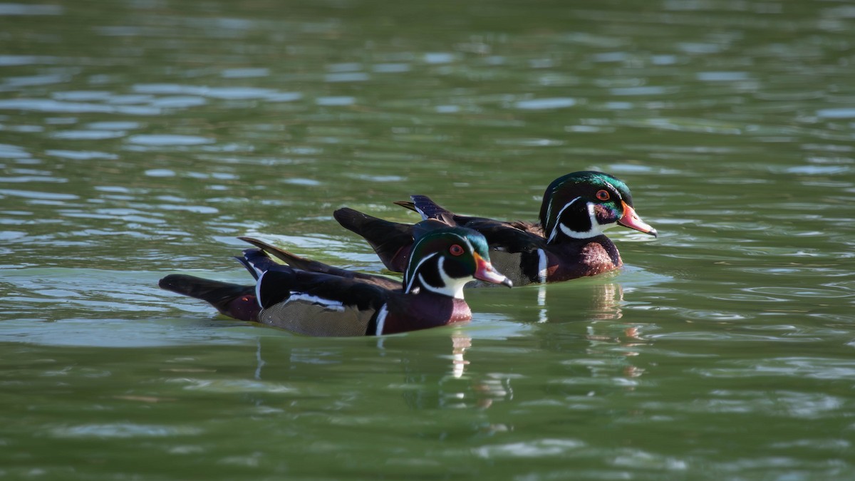 Wood Duck - ML625797453