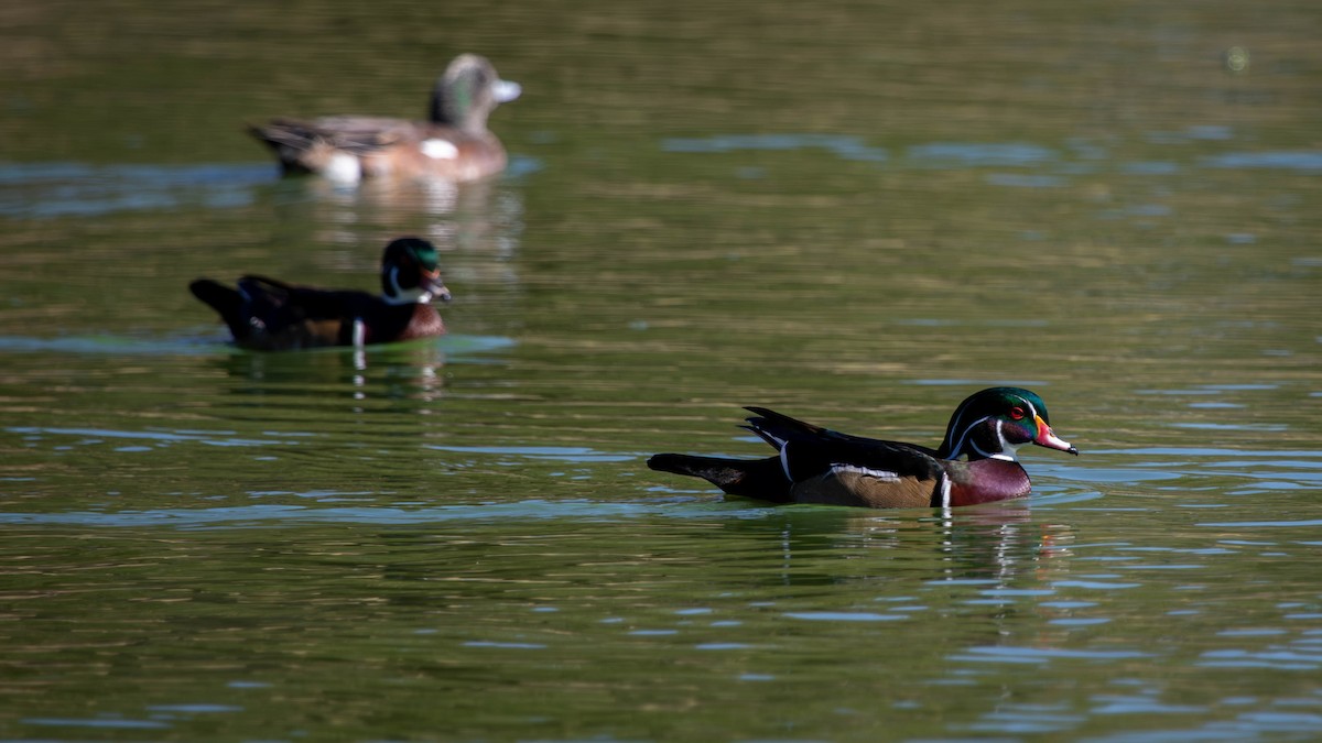 Wood Duck - ML625797469