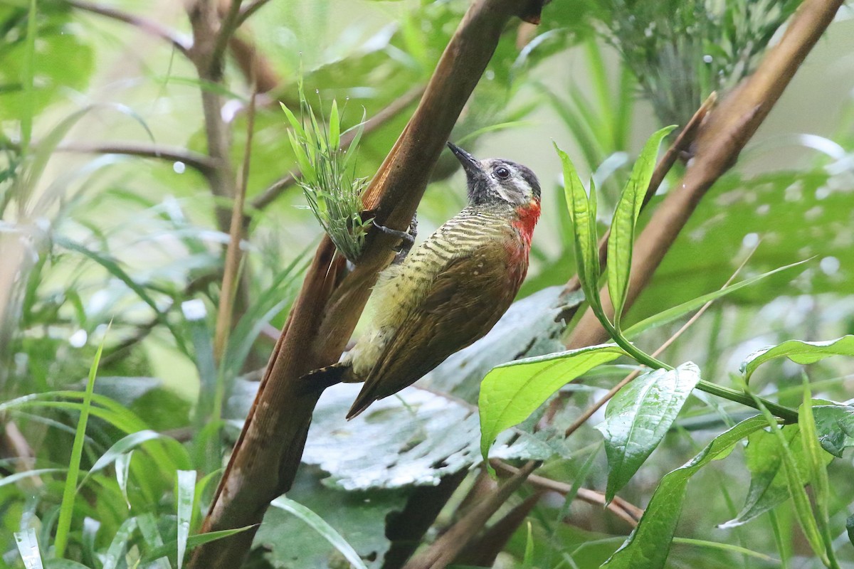 Yellow-vented Woodpecker - ML625797698