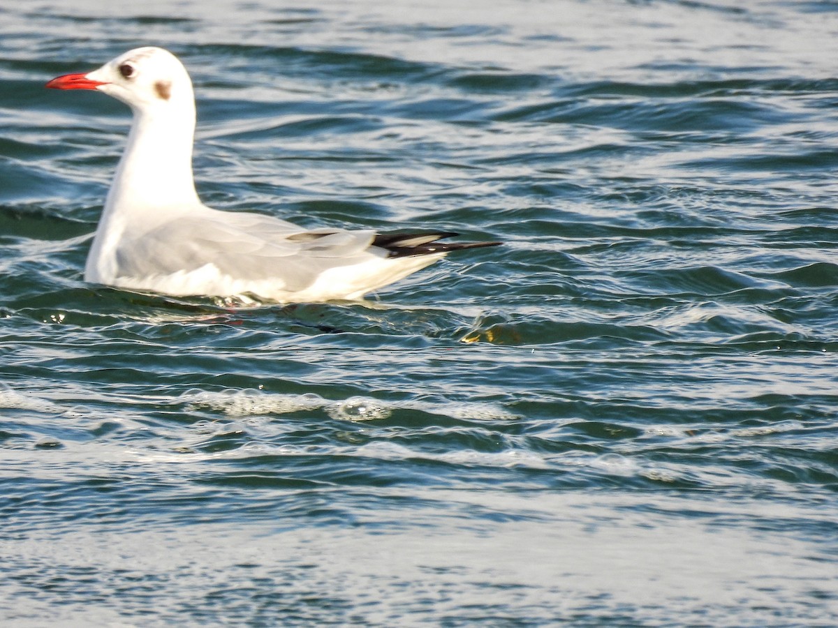 Black-headed Gull - ML625797872