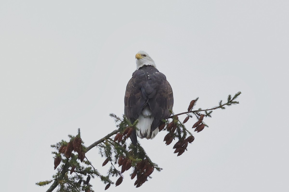 Bald Eagle - ML625798152