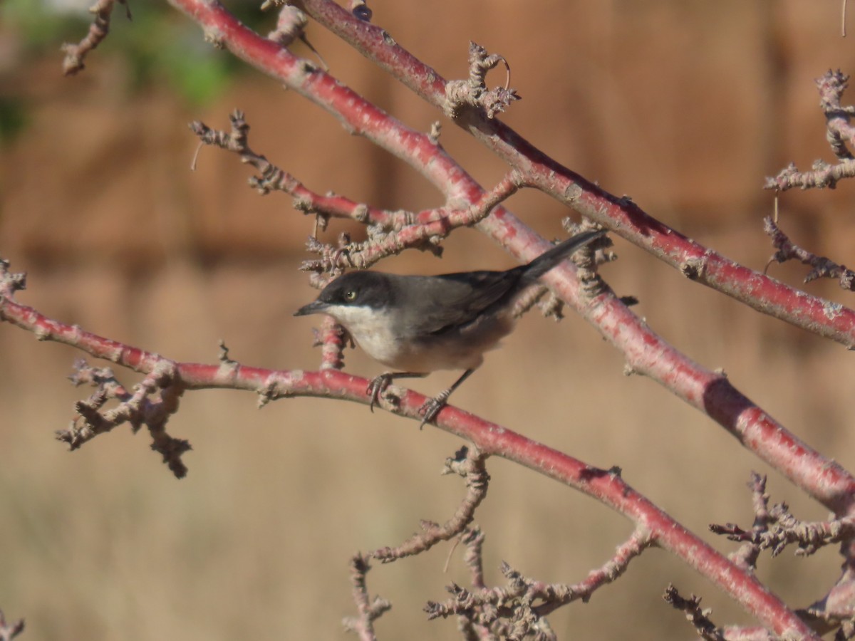 Western Orphean Warbler - ML625798158