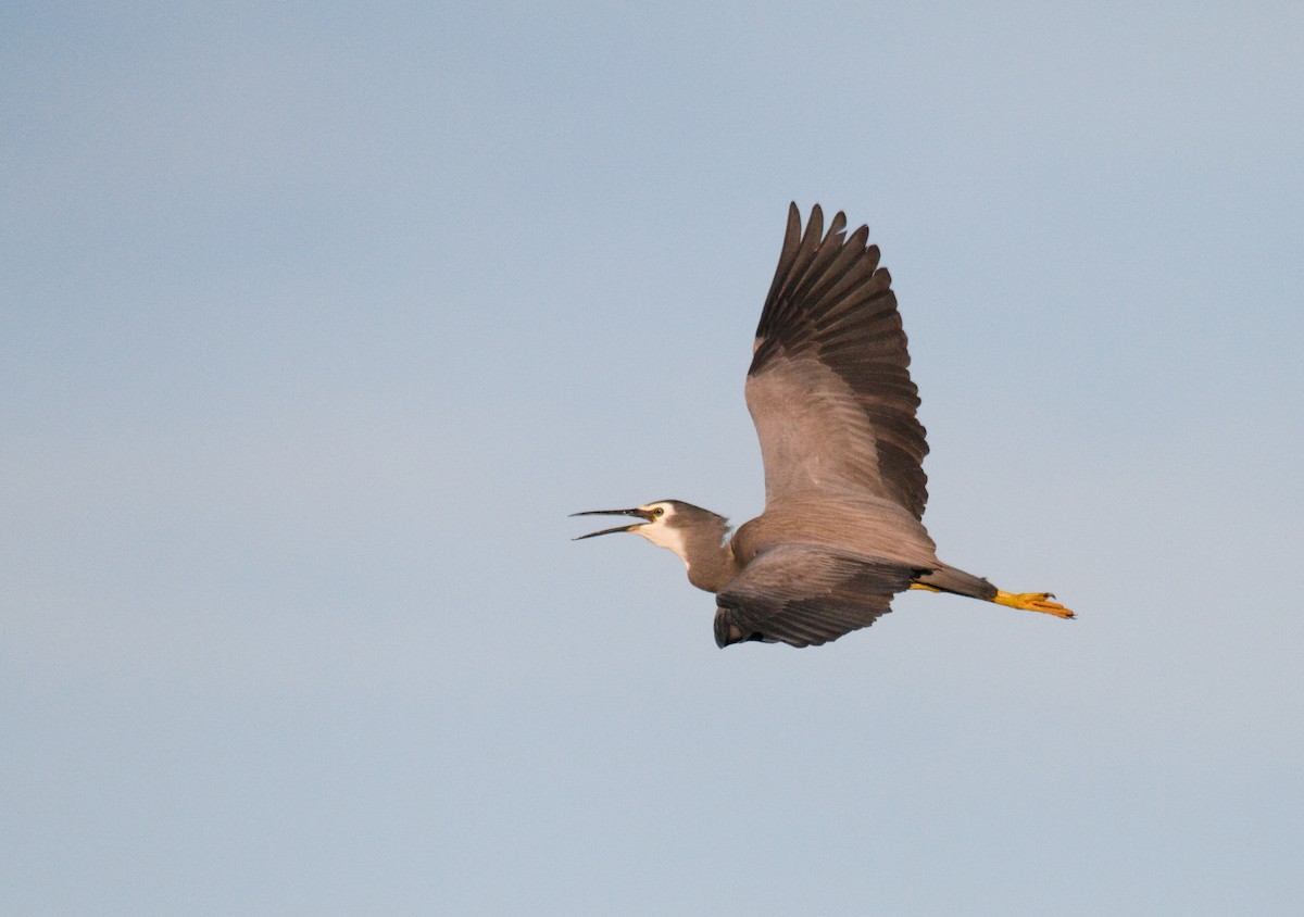 White-faced Heron - ML625798215