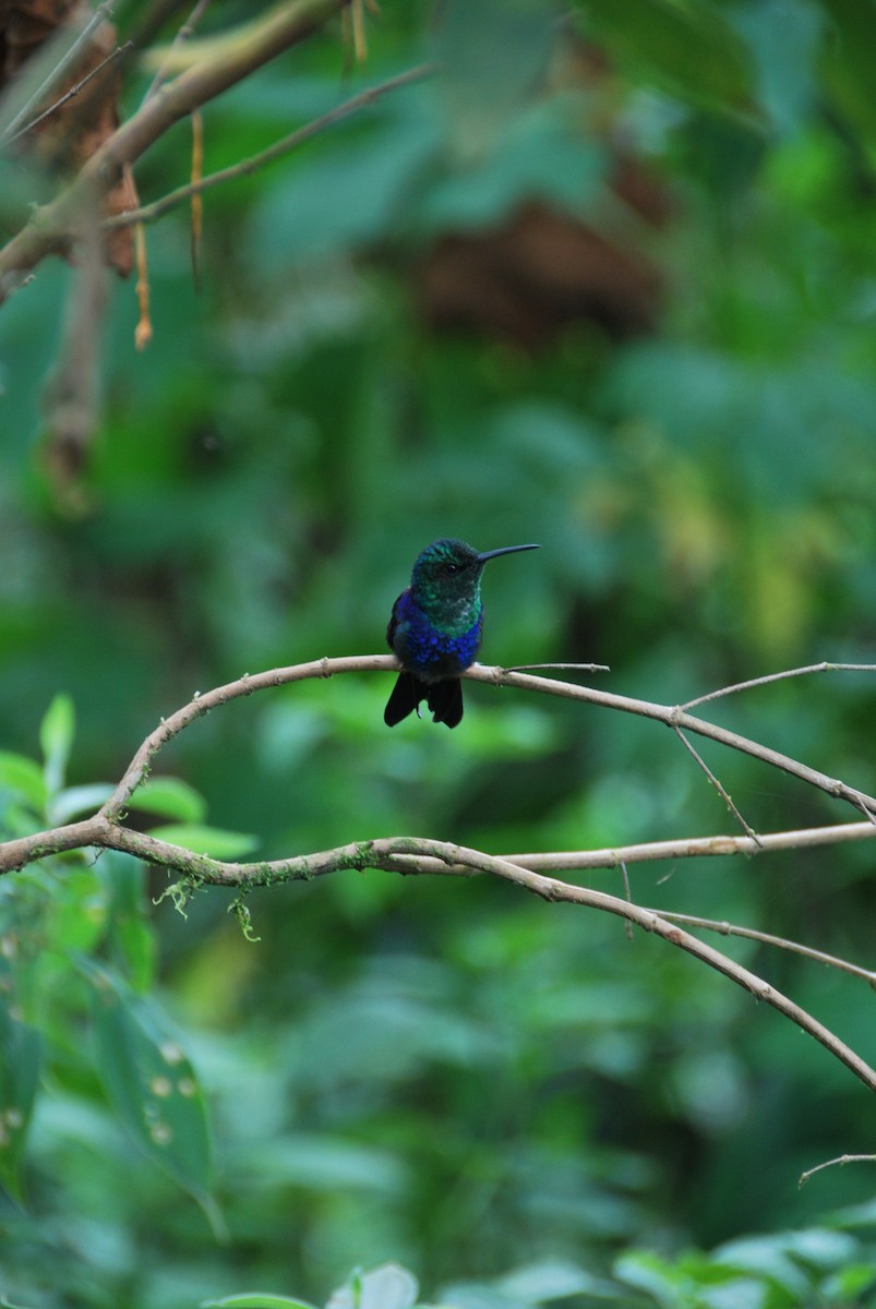 Violettkronennymphe (Green-crowned Woodnymph) - ML625798349