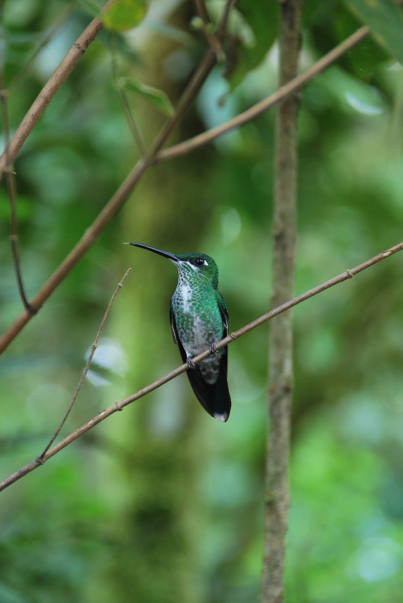 Grünstirn-Brillantkolibri - ML625798414