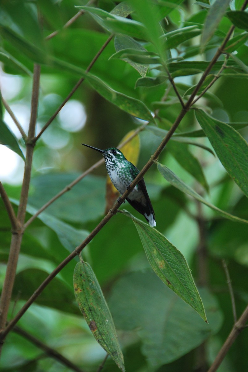 Grünstirn-Brillantkolibri - ML625798417