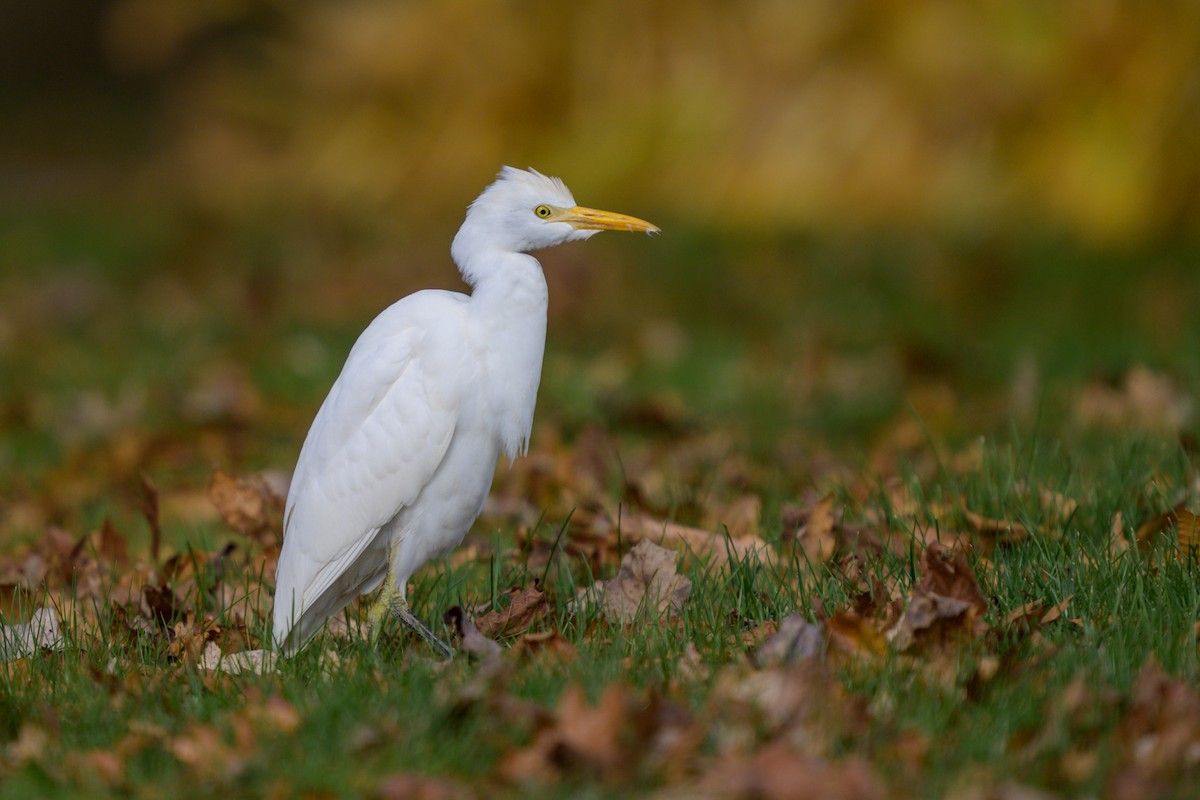 Western Cattle-Egret - ML625798475